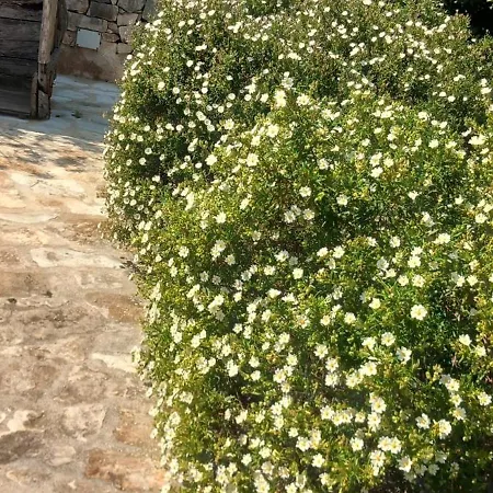 Holiday home Trullo Gio *